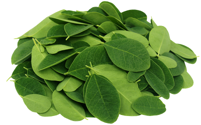 MORINGA LEAVES
